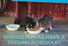 Should my cat have a feeding schedule?