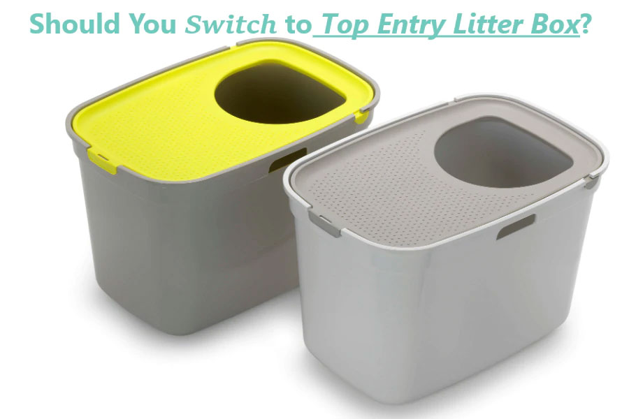 Should You Switch to Top Entry Litter Box? The Pros & Cons