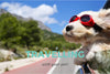Tips For Travelling With A Dog In Australia