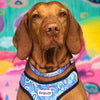 Personalised Dog Collar - Rainbow Dreams