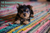 New Puppy Checklist: The List of 10 Essentials