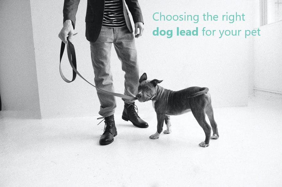 Choosing the right dog lead for your pet