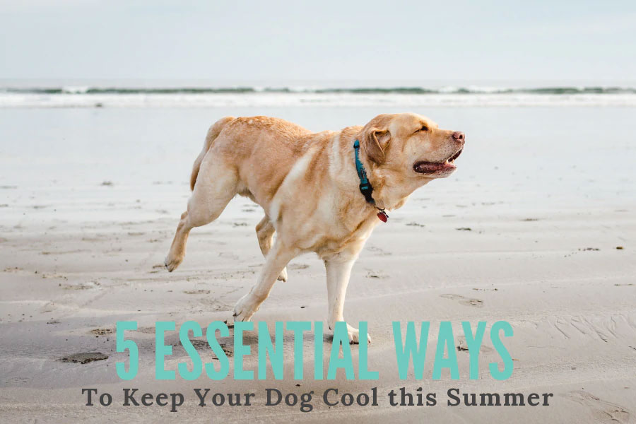 Five Essential Reminders to Keep Your Pet Dog Cool Throughout Summer
