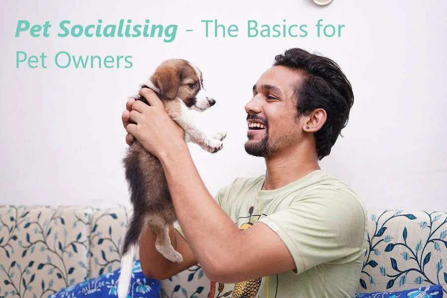 Dog Socialising - The Basics for Pet Owners