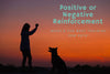 Positive or Negative Reinforcement Training for Pets - What’s the Best?