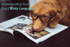 Understanding Your Dog's Body Language