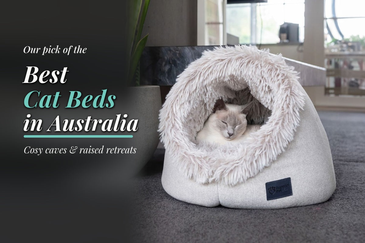 Cat sleeping in an Aspen calming dome bed, featured in Modern Pets’ best cat beds in Australia guide.