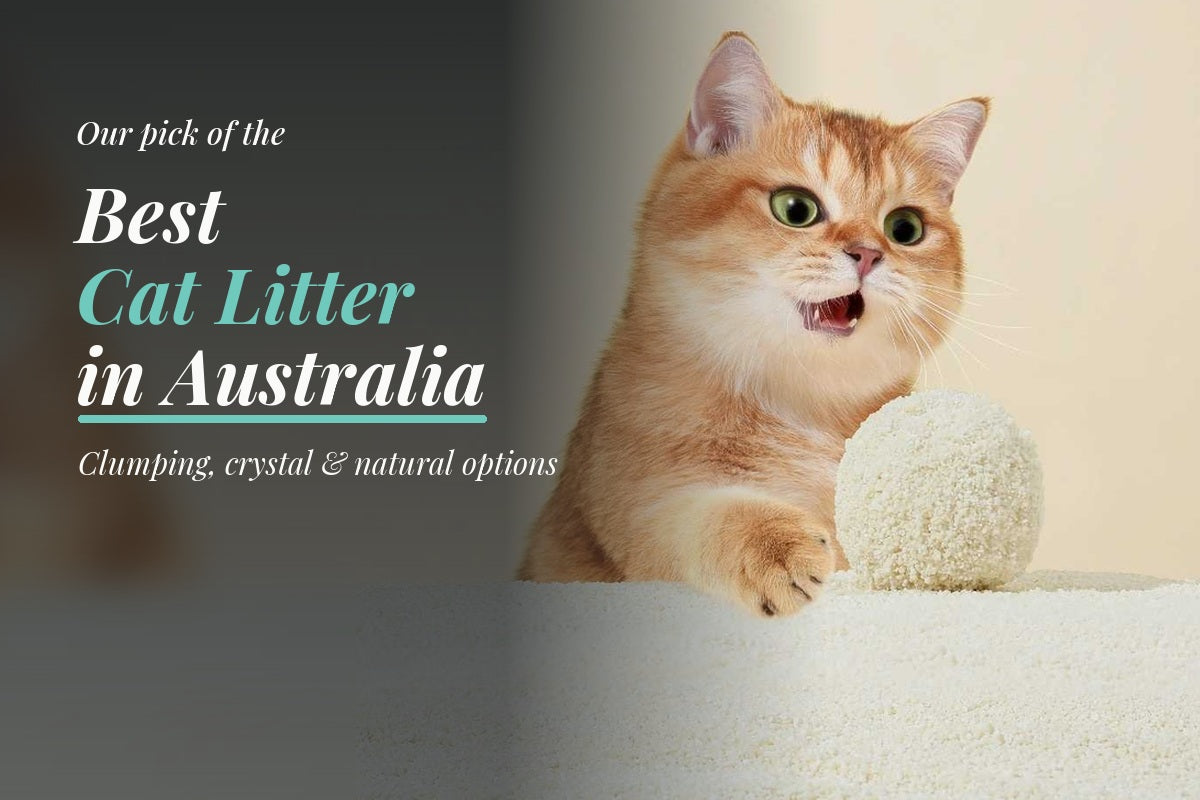 Ginger cat beside a clump of Michu Wonder Litter, featured in Modern Pets’ best cat litter in Australia guide.