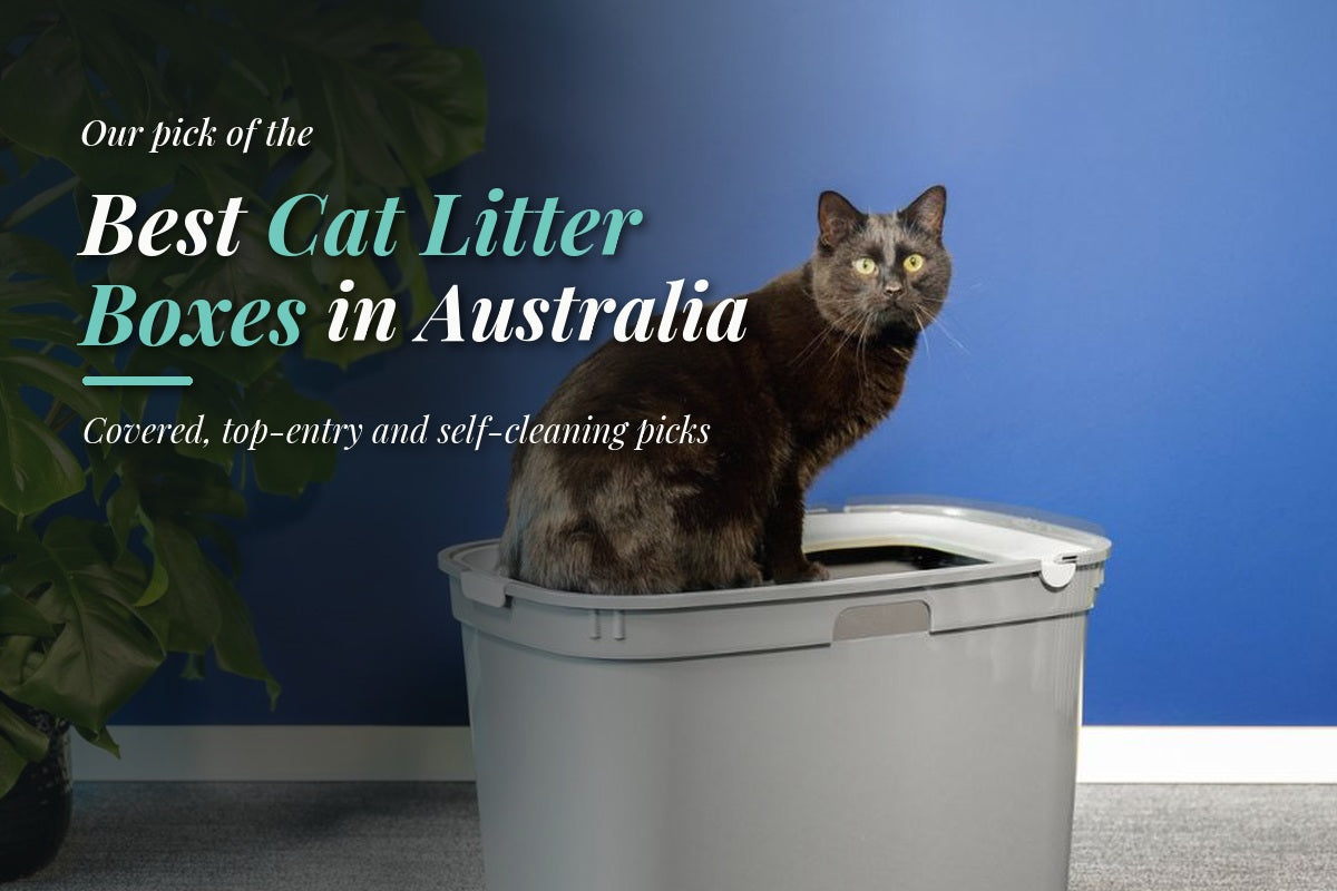 Grey cat sitting on a Moderna Top Cat top-entry litter box, illustrating the best cat litter box picks in Australia