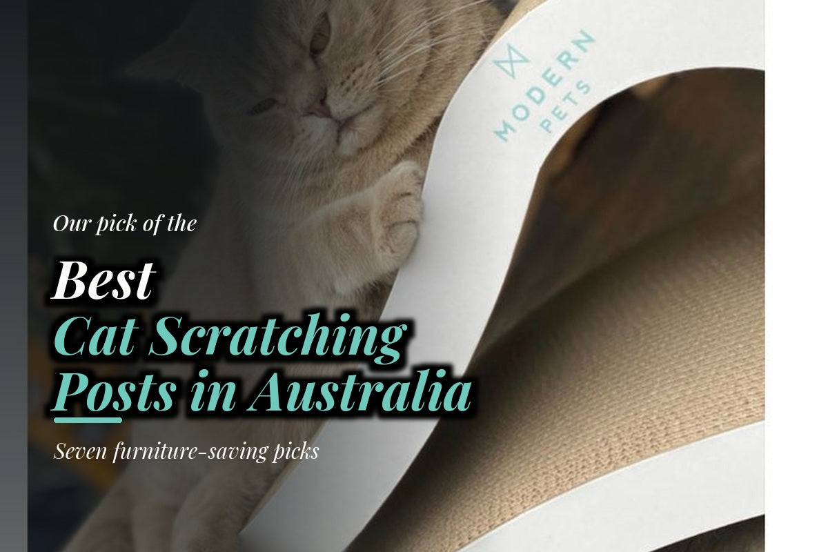 Cat relaxing on an Infinity Lounge cardboard scratcher beside the words “Best Cat Scratching Posts in Australia”.