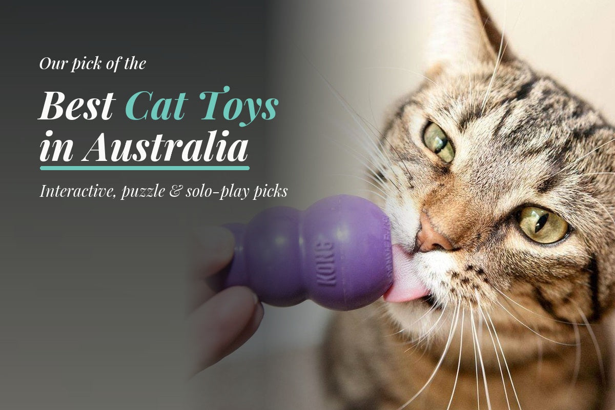 Tabby cat licking a purple Kitty KONG held by a person, featured in Modern Pets’ best cat toys in Australia guide.