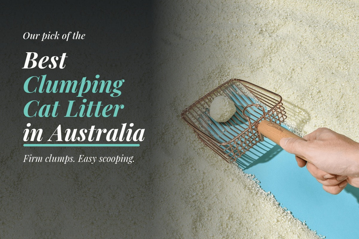 A hand scooping Michu Wonder Litter clumps, illustrating Modern Pets’ best clumping cat litter guide.