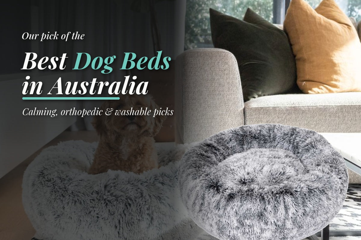 Best dog beds in Australia, featuring a plush calming dog bed in a modern living room.