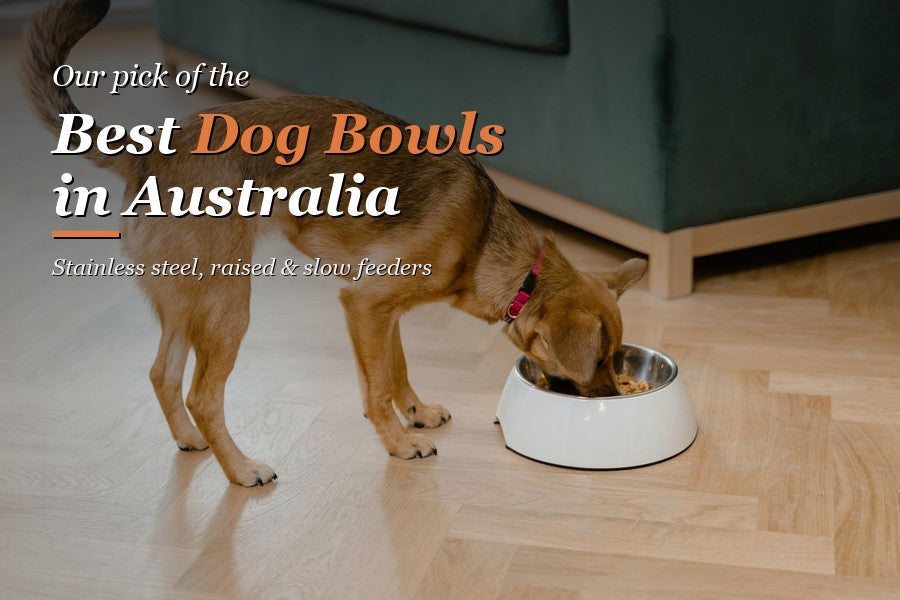 Best Dog Bowls Australia: Stainless Steel, Raised & Slow Feeders