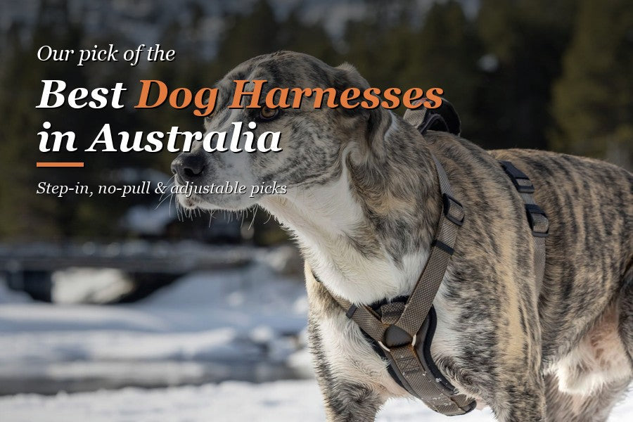 Best Dog Harnesses Australia: Ultimate Buyer's Guide