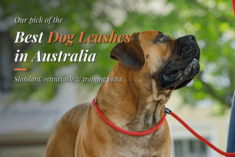 Best dog leashes Australia: dog wearing a red Hunter Retriever rope lead outdoors
