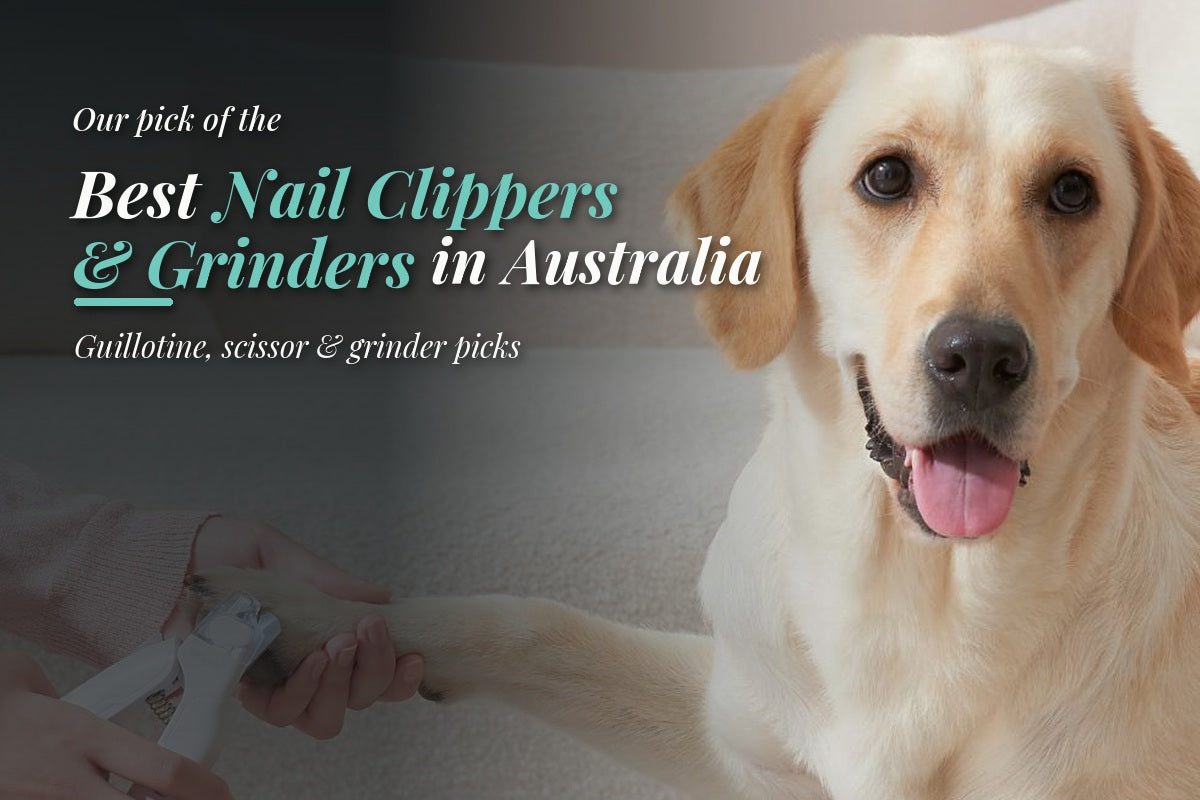 Hands using the Michu LED pet nail clipper to trim a yellow Labrador's nails on a cream sofa