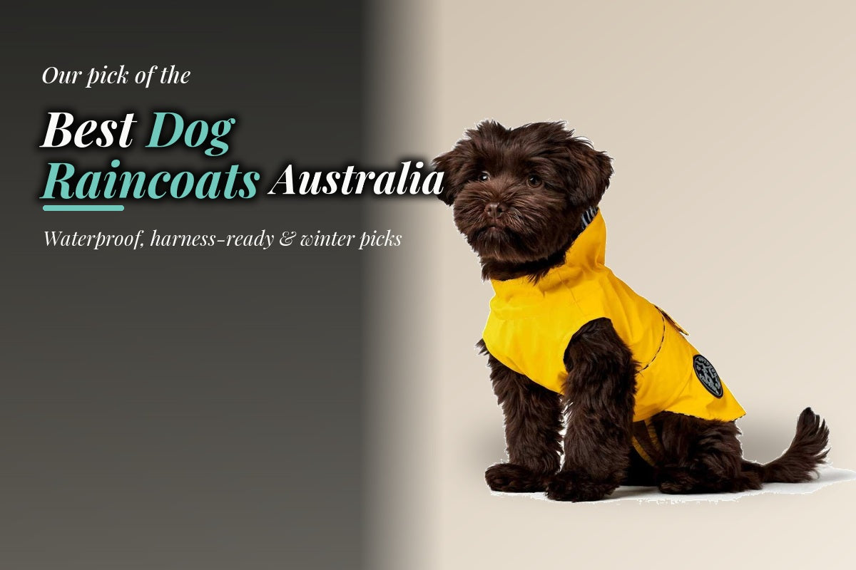 Best dog raincoats Australia – dog wearing a yellow waterproof raincoat