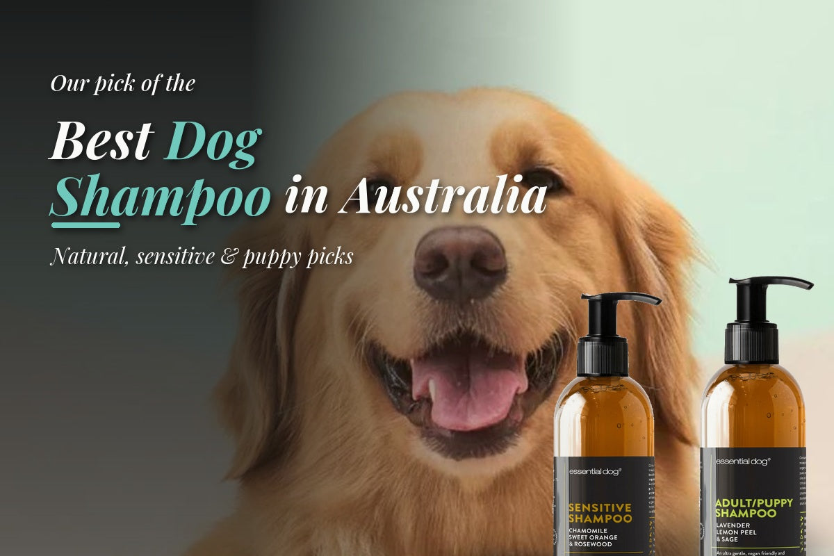 Golden retriever beside Essential Dog Sensitive and Adult/Puppy shampoo bottles, the best dog shampoo picks in Australia