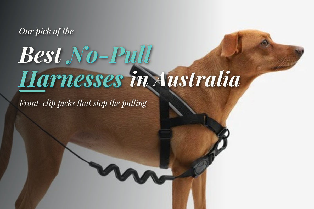 Tre Ponti Genesis Adjustable Step In Harness