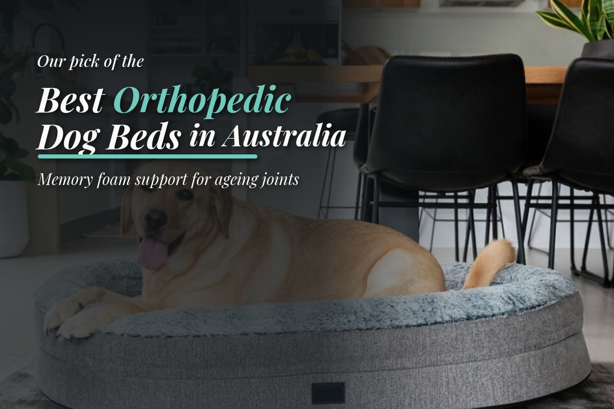 Golden retriever resting on a memory foam orthopedic dog bed in Australia for joint support and comfort.