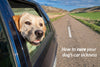 How to Cure Your Dog’s Car Sickness: A Comprehensive Guide