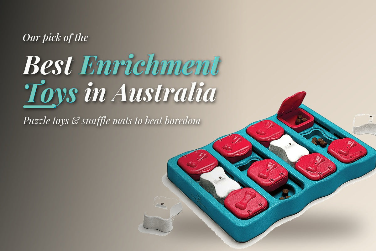 Enrichment toys for dogs: the Nina Ottosson Dog Brick puzzle toy, a top pick from Modern Pet's best dog enrichment toys in Australia.