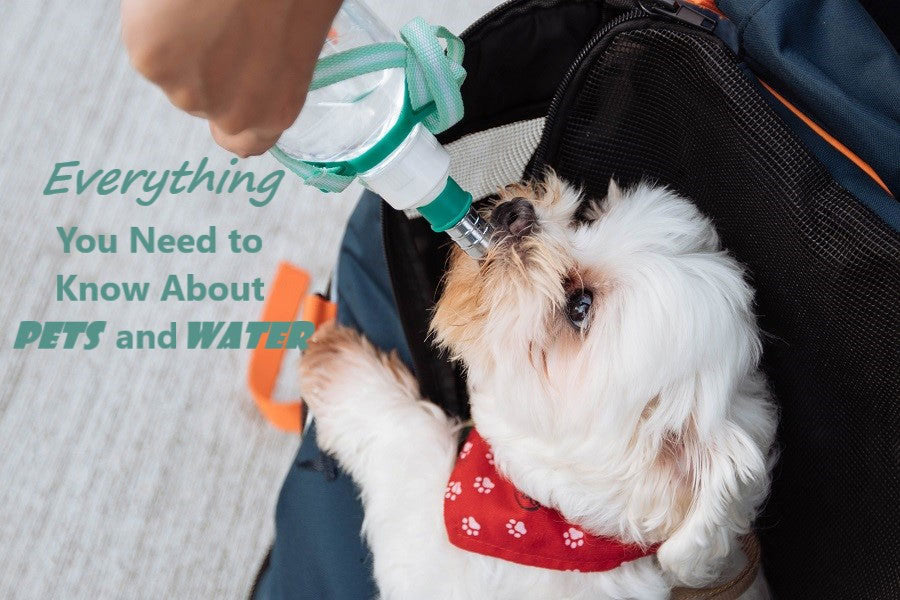 Everything You Need to Know About Pets and Water