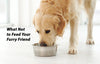 The Essential Guide to Dog Safety: What Not to Feed Your Furry Friend