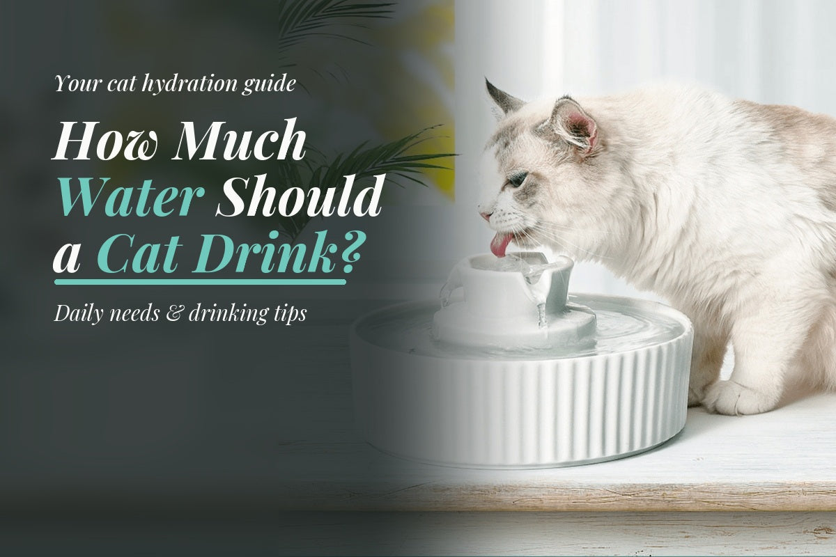 Fluffy cream cat drinking from a white ceramic fountain, illustrating how much water a cat should drink.