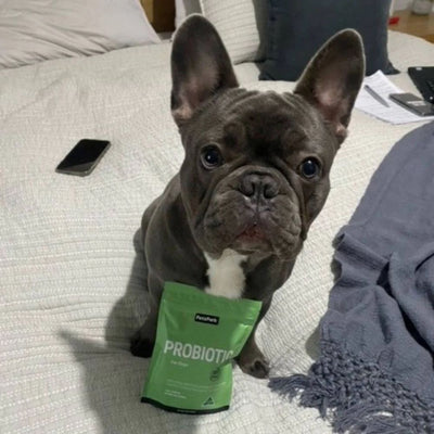Petz Park Supplement For Dogs | Probiotic