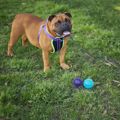 Tough Chewing Space Balls Dog Toy | Medium
