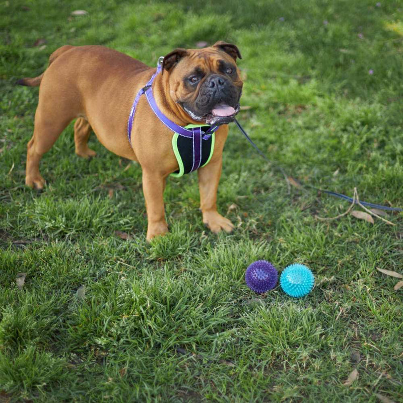 Tough Chewing Space Balls Dog Toy | Medium