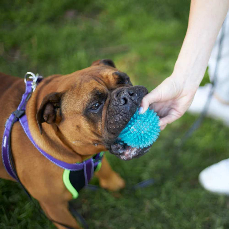 Tough Chewing Space Balls Dog Toy | Medium