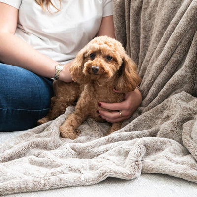 Calming Pet Blanket Water Resistant, Latte