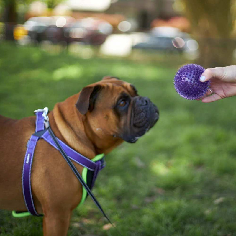 Tough Chewing Space Balls Dog Toy | Medium