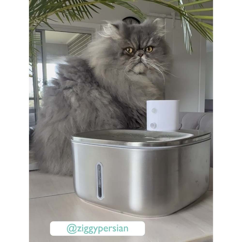 Cordless Sensor Pet Water Fountain, Stainless Steel