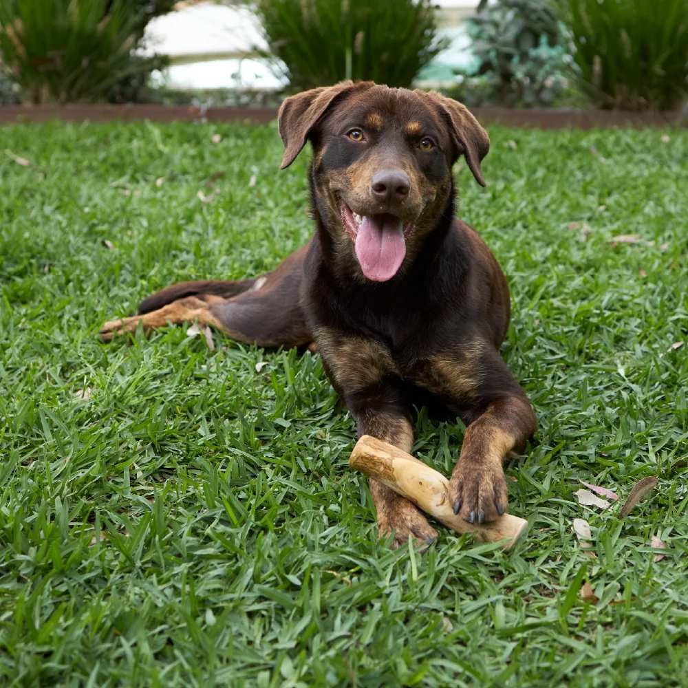 Coffee Wood Stick - Dog Dental Chew