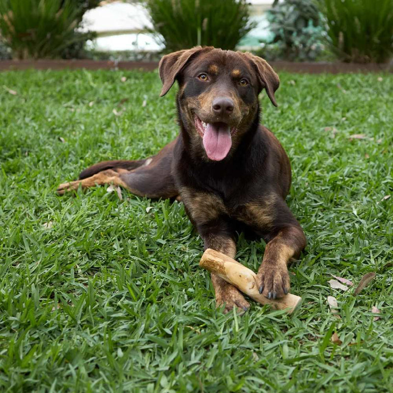 Coffee Wood Stick - Dog Dental Chew