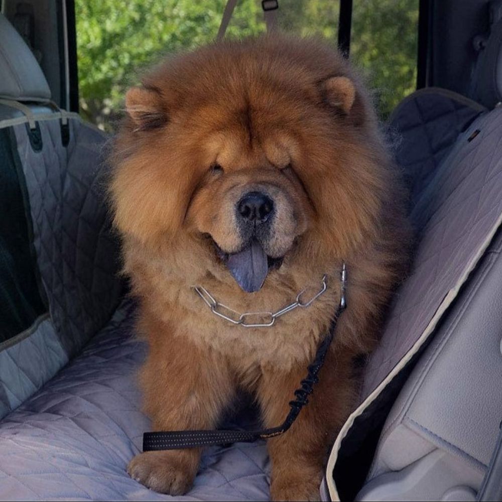 iBuddy Premium Dog Seat Cover Car Hammock with Window