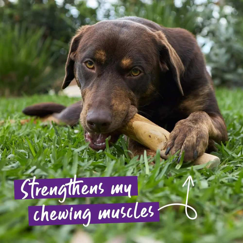 Coffee Wood Stick - Dog Dental Chew