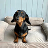 Orthopedic Sofa Pet Bed in Oatmeal
