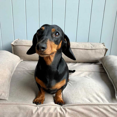 Orthopedic Sofa Pet Bed in Oatmeal