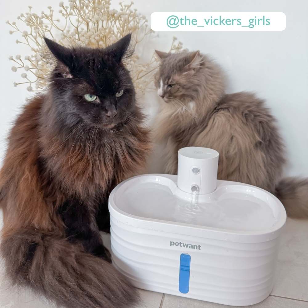 Cordless Sensor Pet Water Fountain, White