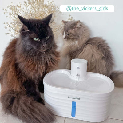 Cordless Sensor Pet Water Fountain, White