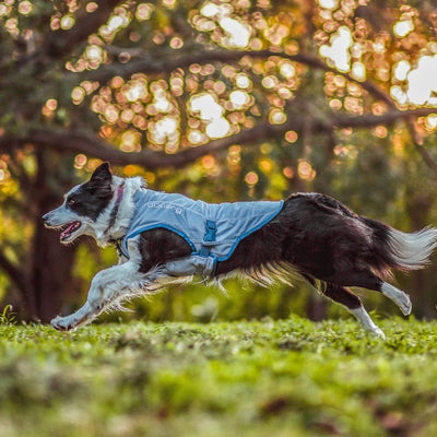 Kurgo Core Cooling Vest