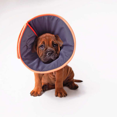Comfy Dog Cone - Recovery Collar