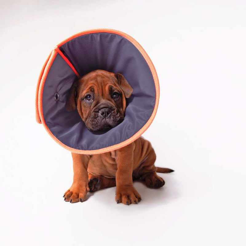 Comfy Dog Cone - Recovery Collar