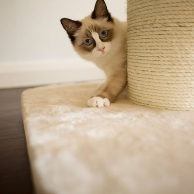 High Bed Scratching Post for Large Cats, Cream
