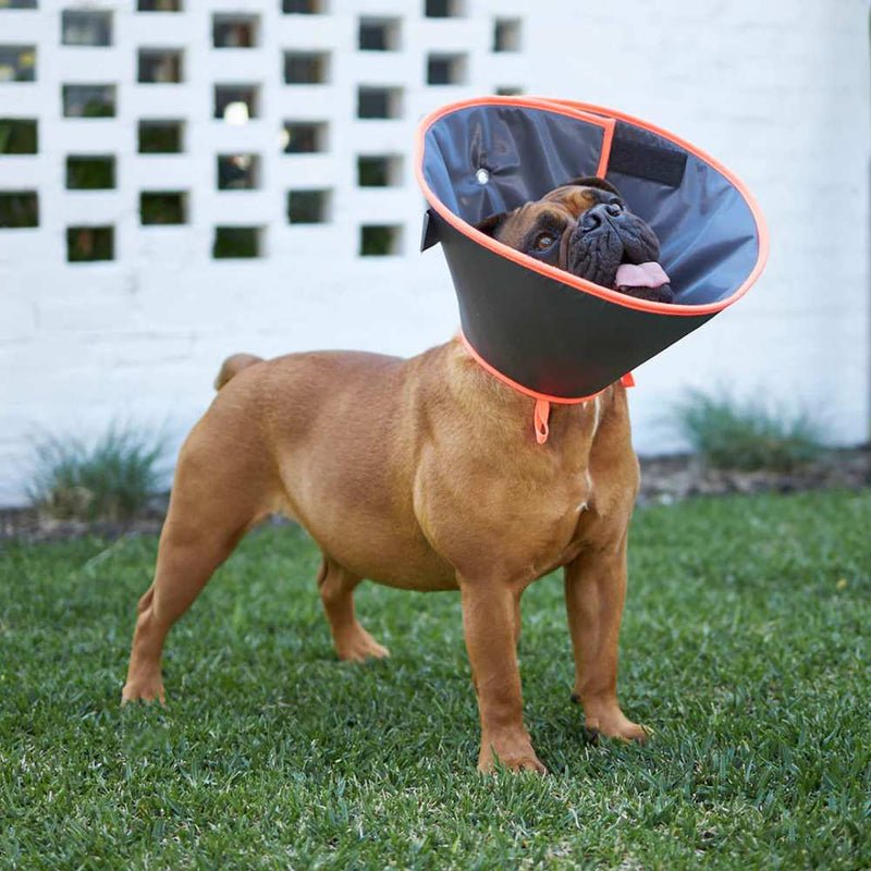 Comfy Dog Cone - Recovery Collar